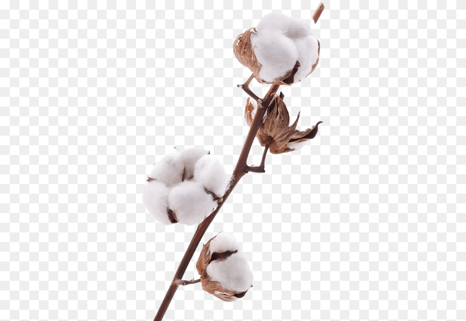 Organic Cotton Transparent Images Transparent Cotton Flower, Animal, Bird Free Png