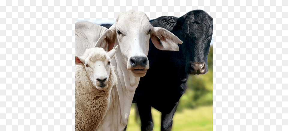 Organic Cow And Sheep, Animal, Bull, Mammal, Cattle Free Png