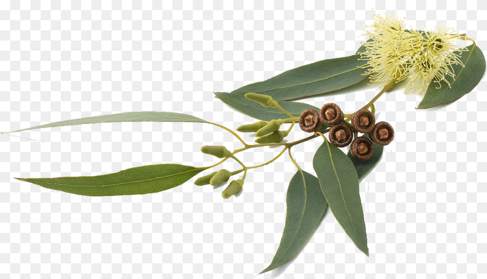 Organic Eucalyptus Eucalyptus Globulus, Plant, Tree, Flower Free Png