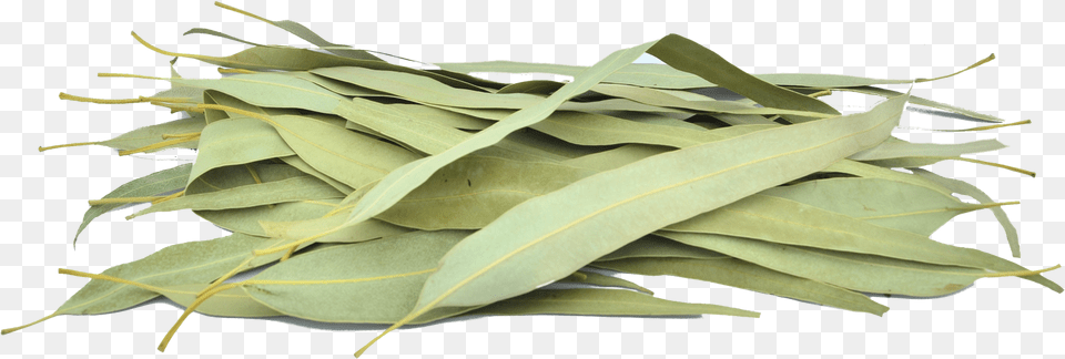 Organic Eucalyptus Leaves Sage, Leaf, Plant Free Png Download