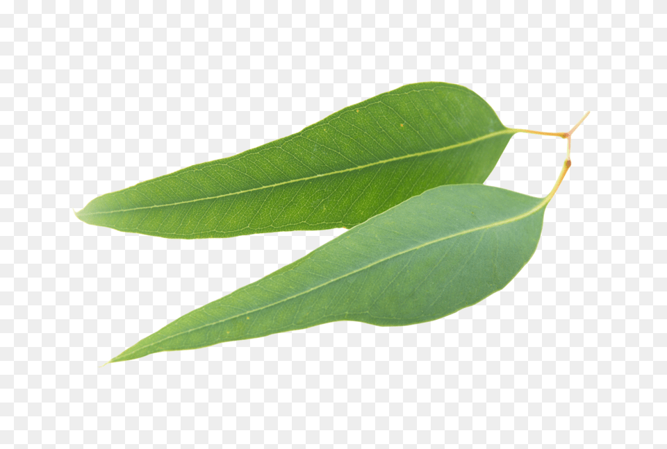 Organic Eucalyptus Oil Clear Revive, Leaf, Plant, Tree, Annonaceae Free Transparent Png