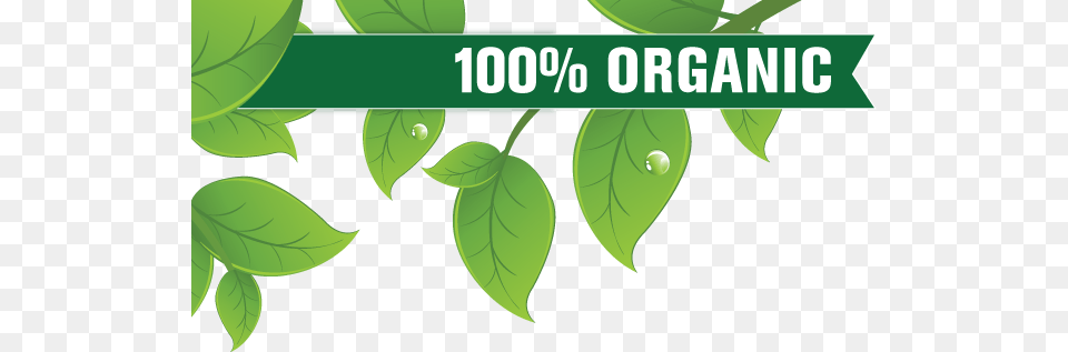 Organic Food, Green, Leaf, Plant, Herbal Png