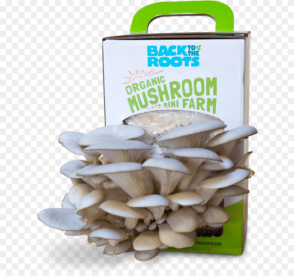 Organic Mushroom Farm Oyster Mushroom, Fungus, Plant, Agaric, Amanita Free Png Download