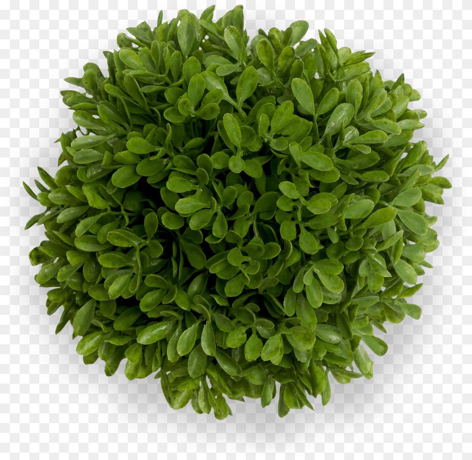 Organic Quality Takes Time Top View Bush, Plant, Leaf, Herbs, Potted Plant Free Png