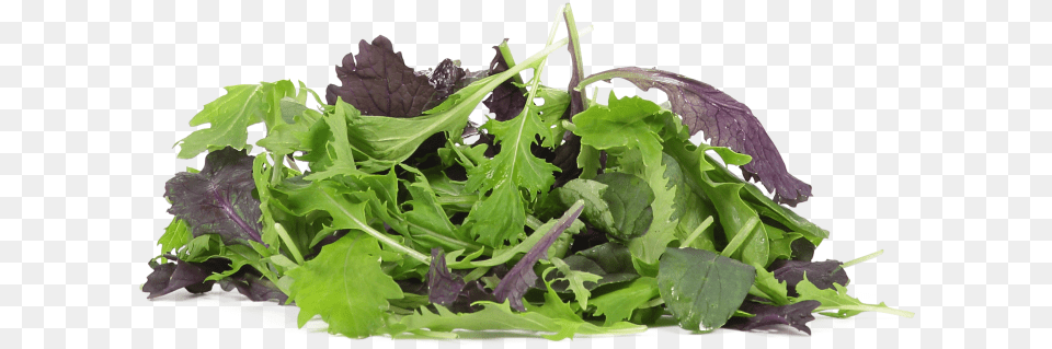 Organic Salad Mix, Arugula, Food, Leafy Green Vegetable, Plant Free Transparent Png