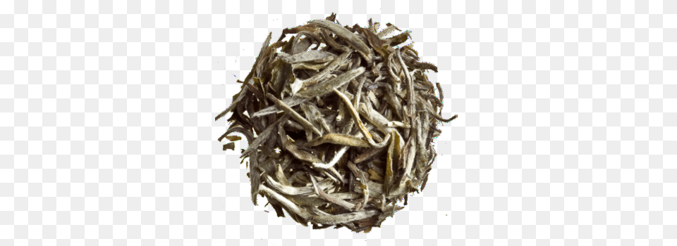 Organic Silver Needles White Tea, Plant, Antler Free Png