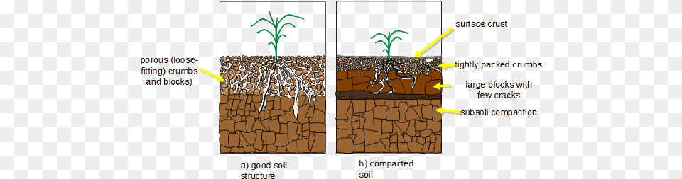 Organic Soil Solutions Soil Compaction Core, Plant, Root, Wood Free Png Download