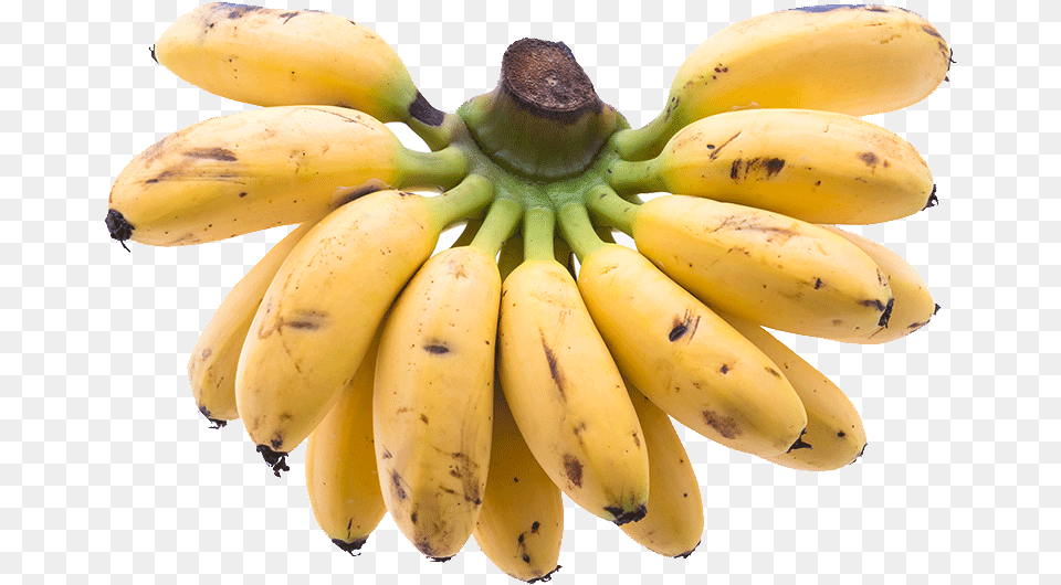 Organic Sweet Baby Bananas Banana Images Hd, Food, Fruit, Plant, Produce Png Image