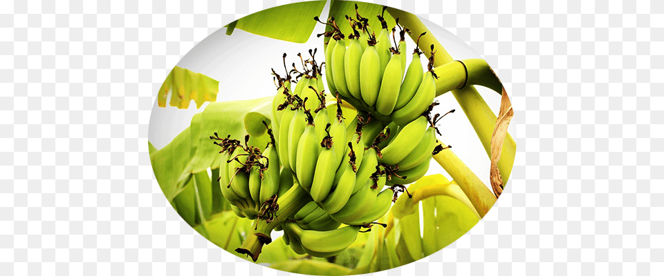 Organic Whey Protein Banana Bananaya Tree, Food, Fruit, Plant, Produce Png