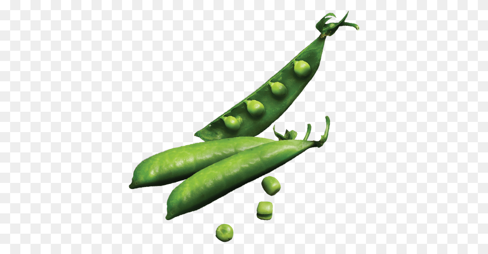 Organix Peas Icon Castor Pollux Natural Petworks, Food, Pea, Plant, Produce Free Transparent Png