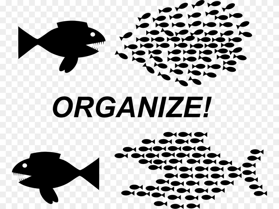 Organize Fish, Gray Free Png