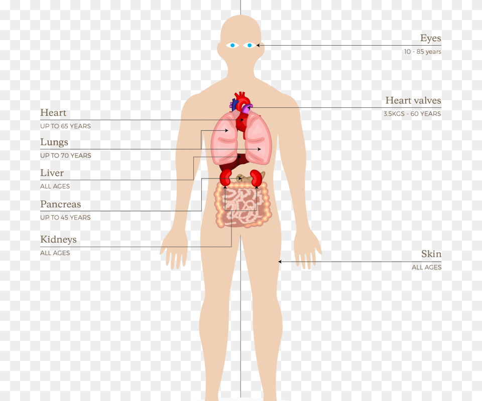 Organs And Tissues That Can Be Donated In New Organs Can Be Donated Uk, Chart, Plot, Adult, Male Free Png