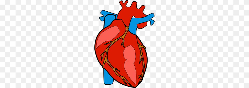 Organs Clipart Actual Heart, Cello, Musical Instrument, Dynamite, Weapon Png Image