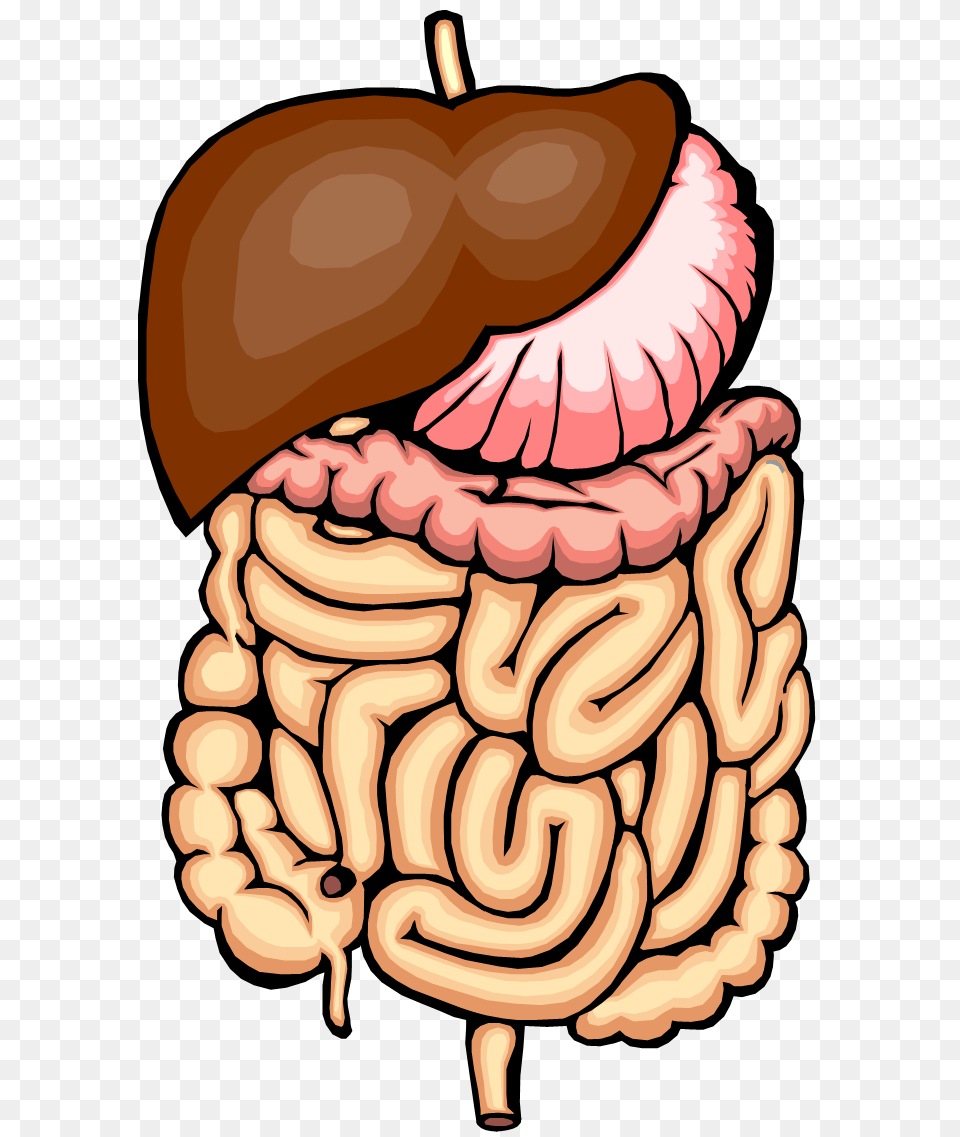 Organs Clipart Intestine, Vegetable, Produce, Plant, Nut Png Image