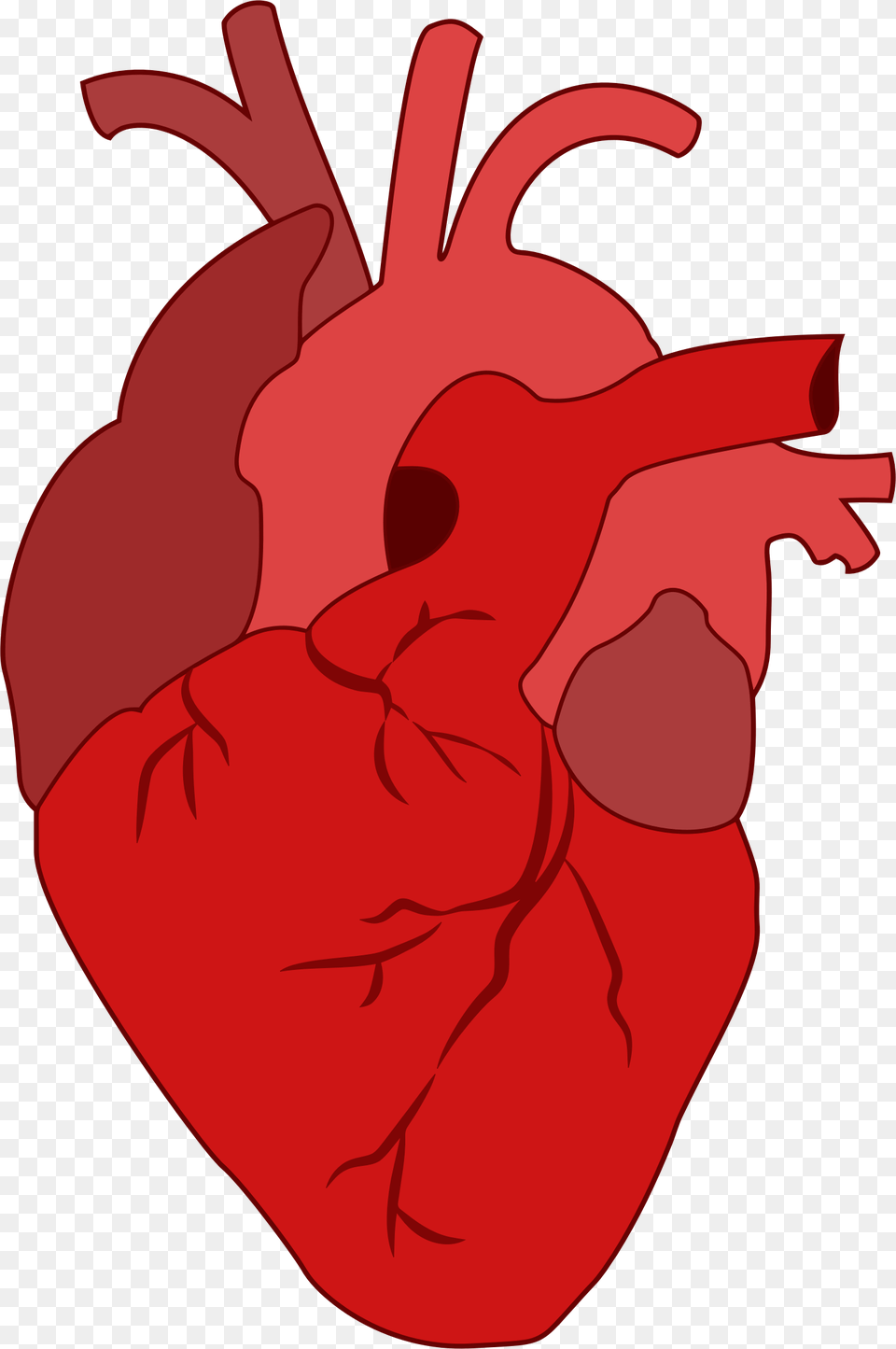 Organs Clipart Realistic Heart, Berry, Food, Fruit, Plant Free Transparent Png