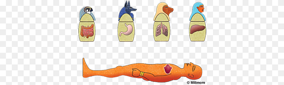 Organs In Canopic Jars, Adult, Female, Person, Woman Free Transparent Png