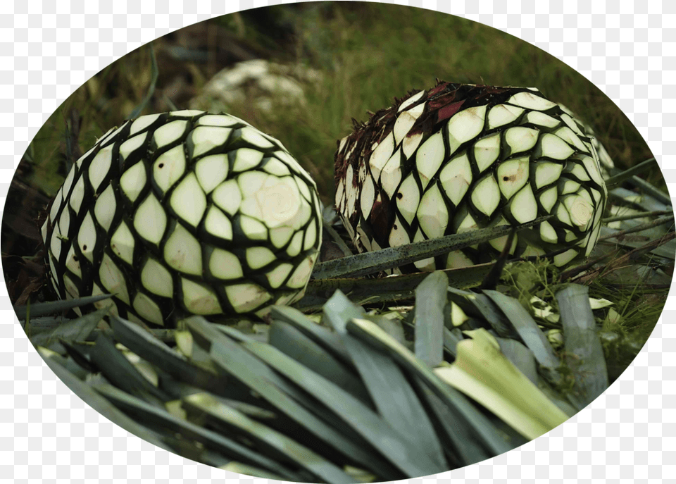 Orgave De Agave, Sphere, Plant, Tree, Food Free Png Download