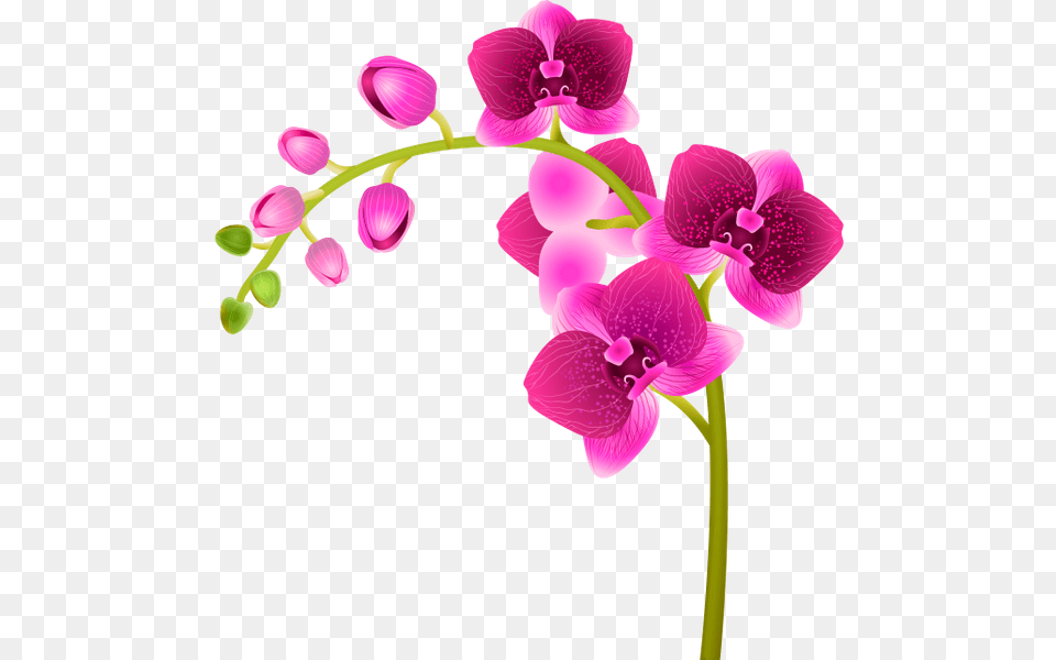 Orhideya Rozovij Cvetok Cveti Flora Orchid Pink Moth Orchid, Flower, Petal, Plant, Geranium Png Image