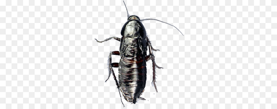 Oriental Cockroach Cockroach, Animal, Insect, Invertebrate Png Image