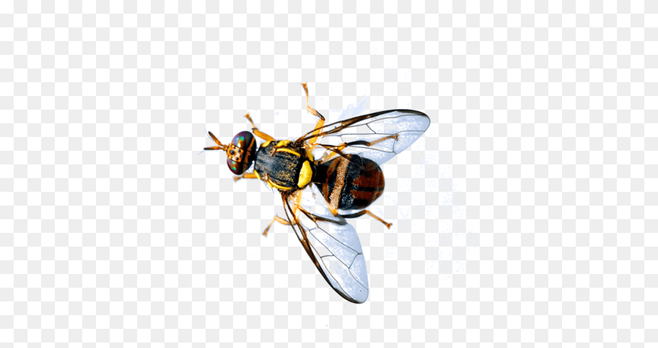 Oriental Fruit Fly Interception In Grabouw Area, Animal, Bee, Insect, Invertebrate Png Image