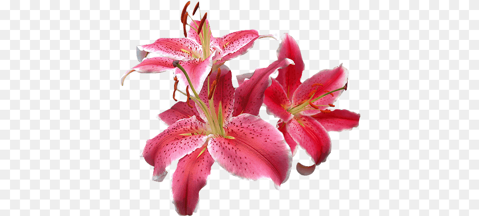 Oriental Lilies La Mancha Flowers Direct Lily, Flower, Plant, Petal Png Image