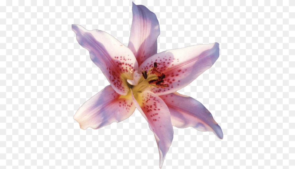 Oriental Lily, Flower, Plant, Petal, Anther Free Png