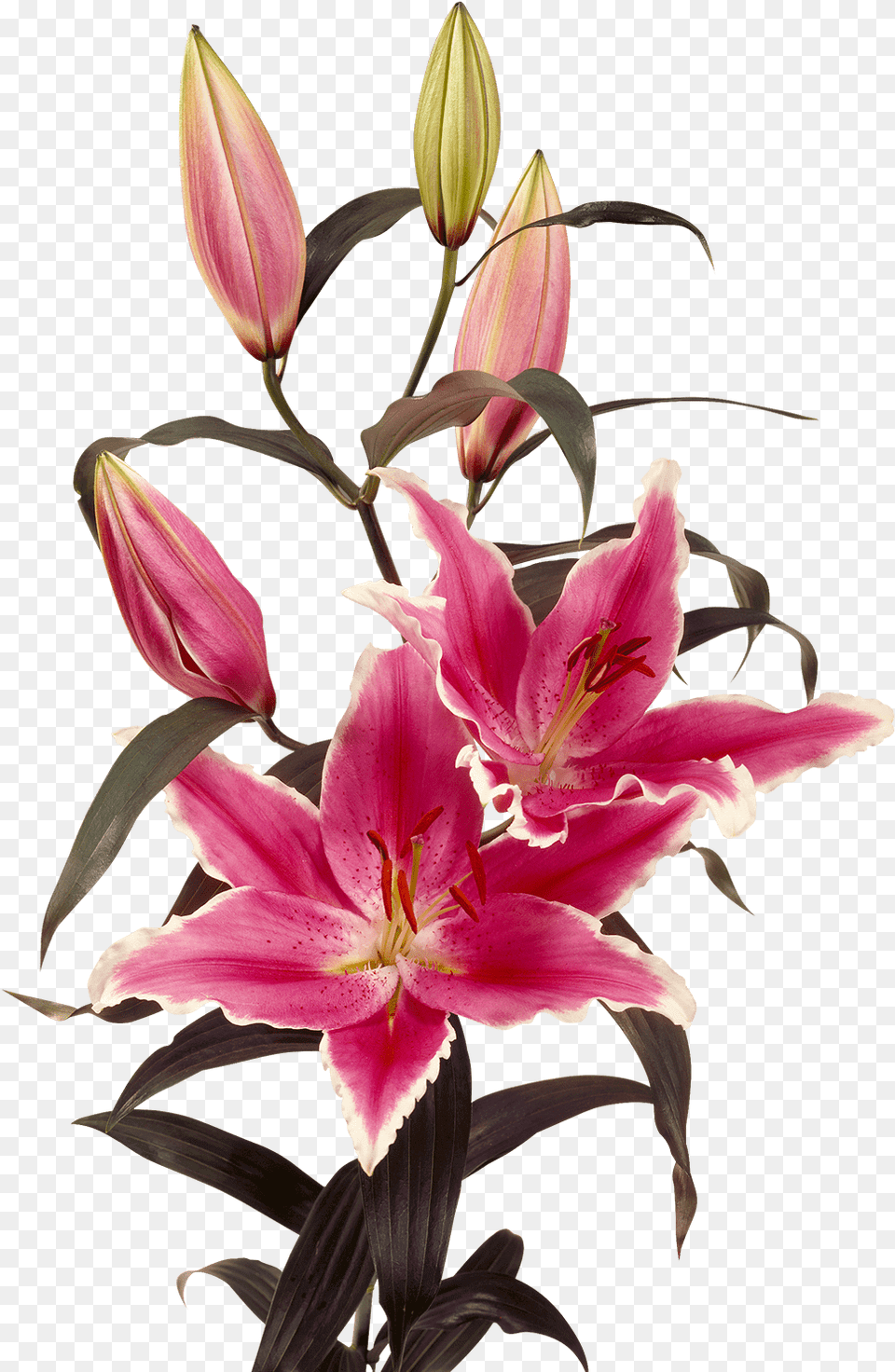 Oriental Lily Oriental Lily Oriental Lily Oriental Lily, Flower, Petal, Plant, Flower Arrangement Free Png