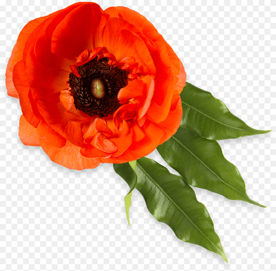 Oriental Poppy, Anemone, Flower, Plant, Rose Free Png Download