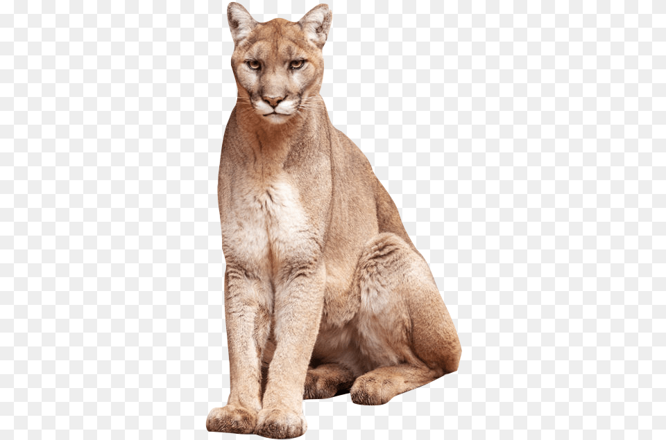Oriental Tabby Cat, Animal, Mammal, Wildlife, Cougar Free Png Download