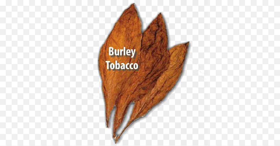 Oriental Tobacco Also Referred To As Turkish Tobacco Post Oak, Leaf, Plant, Tree Png Image