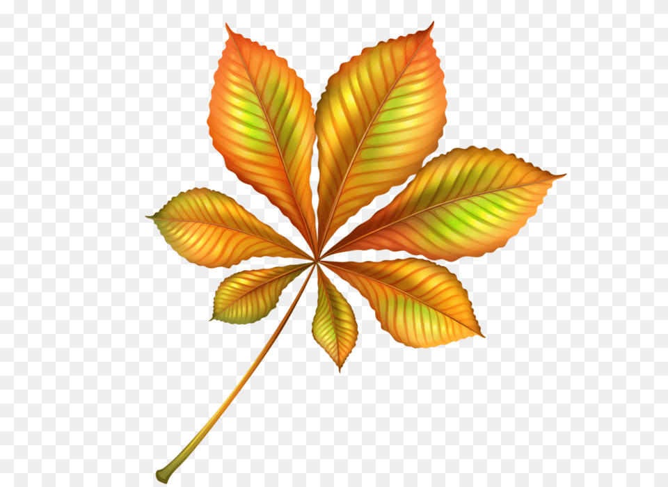 Orig, Leaf, Plant, Tree Free Png