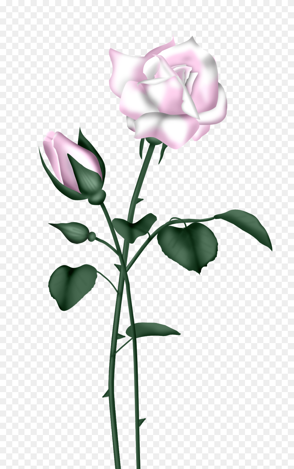 Orig Art Rose, Flower, Plant Free Png Download