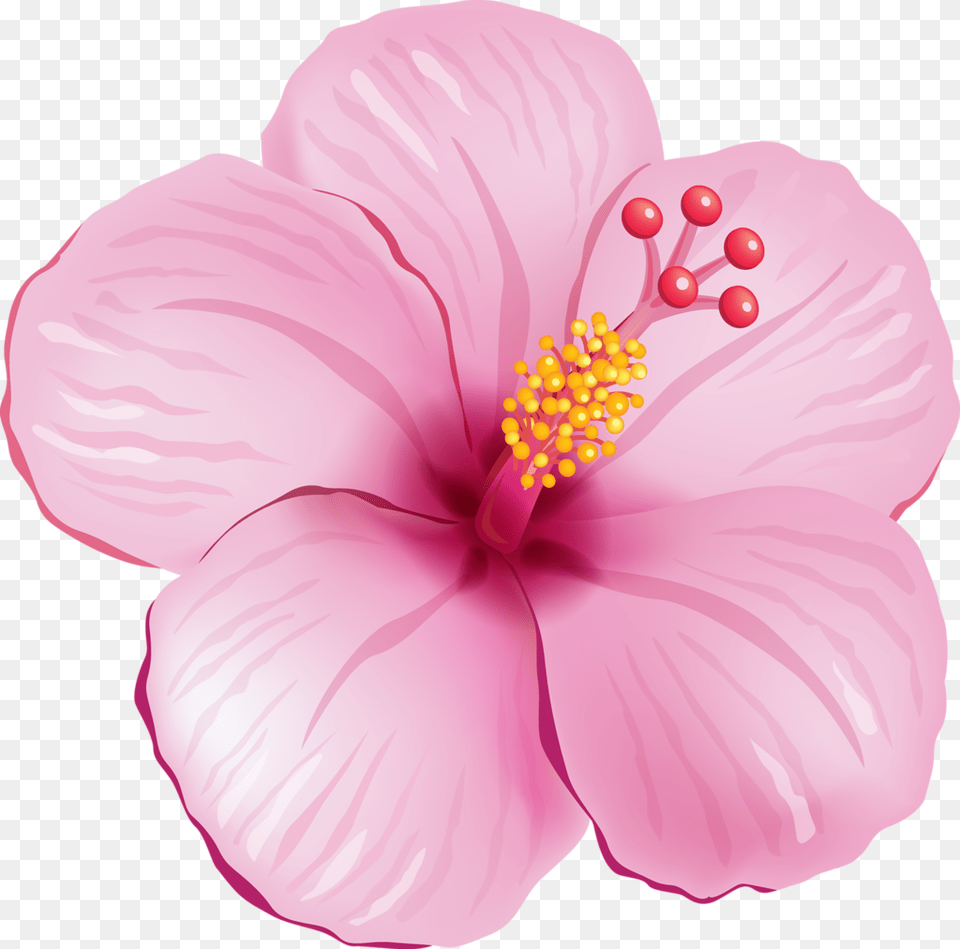 Orig Clip, Flower, Plant, Hibiscus, Rose Free Transparent Png