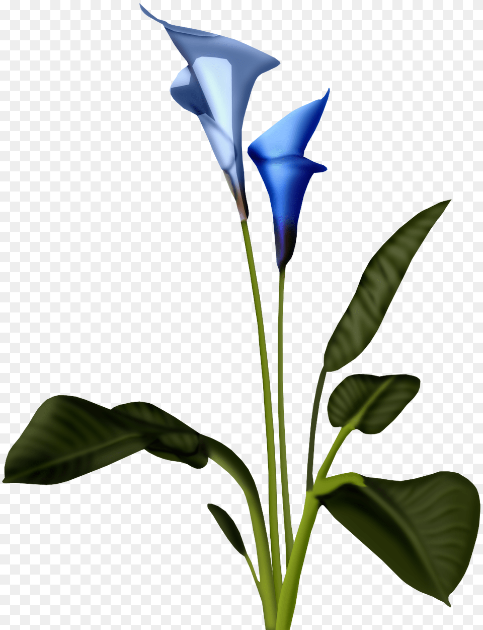 Orig Kwiaty Transparent, Flower, Plant, Petal, Acanthaceae Png Image