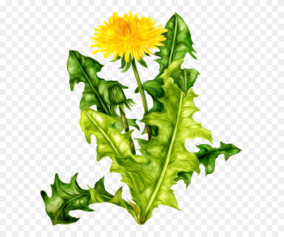 Orig Oduvanchiki Album, Flower, Leaf, Plant, Dandelion Png
