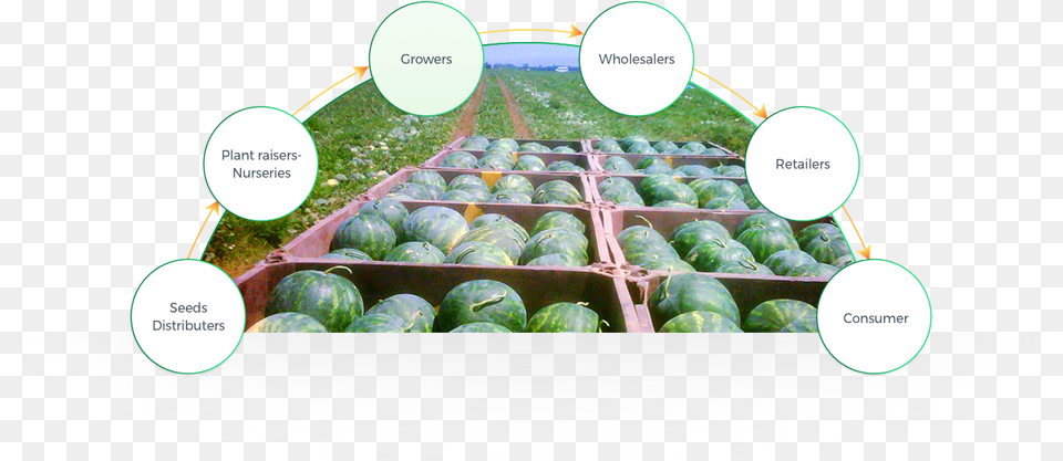 Origene Seeds Plantation, Food, Fruit, Plant, Produce Png