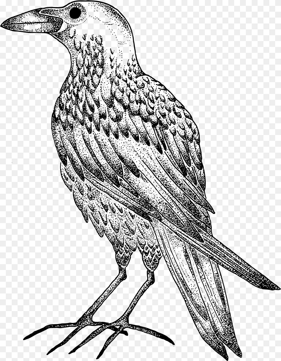 Original Artwork By The Magickal Creatrix European Starling, Gray Free Png Download