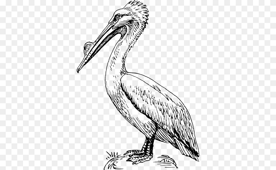 Original Clip Art File Pelican Svg Images Downloading, Animal, Bird, Waterfowl Png Image