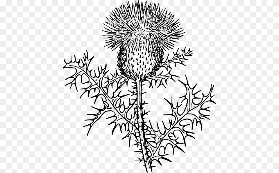 Original Clip Art File Rag Weed Svg Images Downloading, Drawing, Flower, Plant, Thistle Png