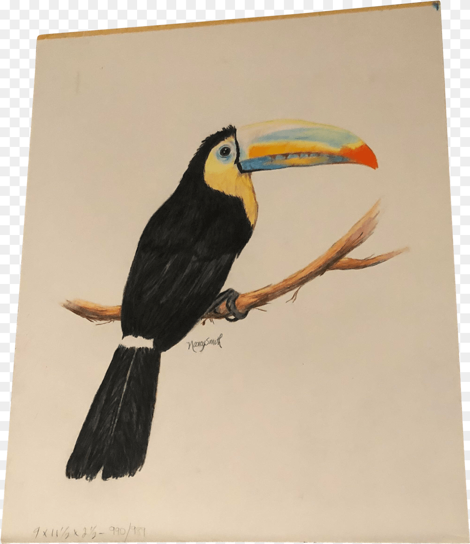 Original Colored Pencil Drawing Of A Toucan By Nancy Smith Toucan Bird Colour Drawing, Animal, Beak Free Transparent Png
