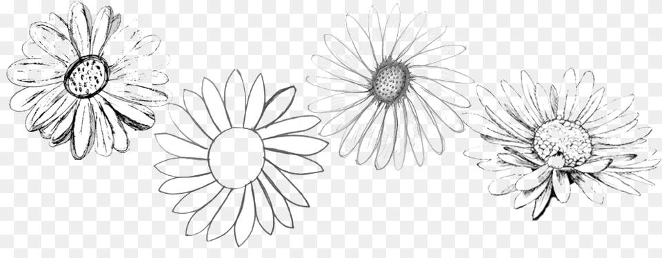 Original Daisies Chamomile, Daisy, Flower, Plant, Art Png Image