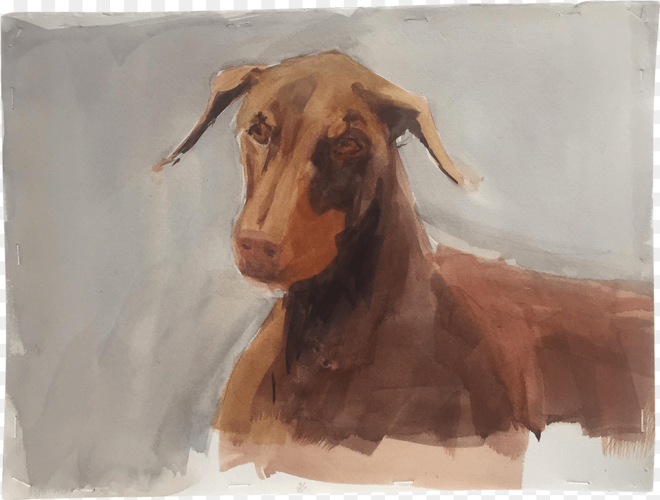 Original Doberman Dog Watercolor Painting Watercolor Painting, Art, Person, Animal, Canine Free Transparent Png