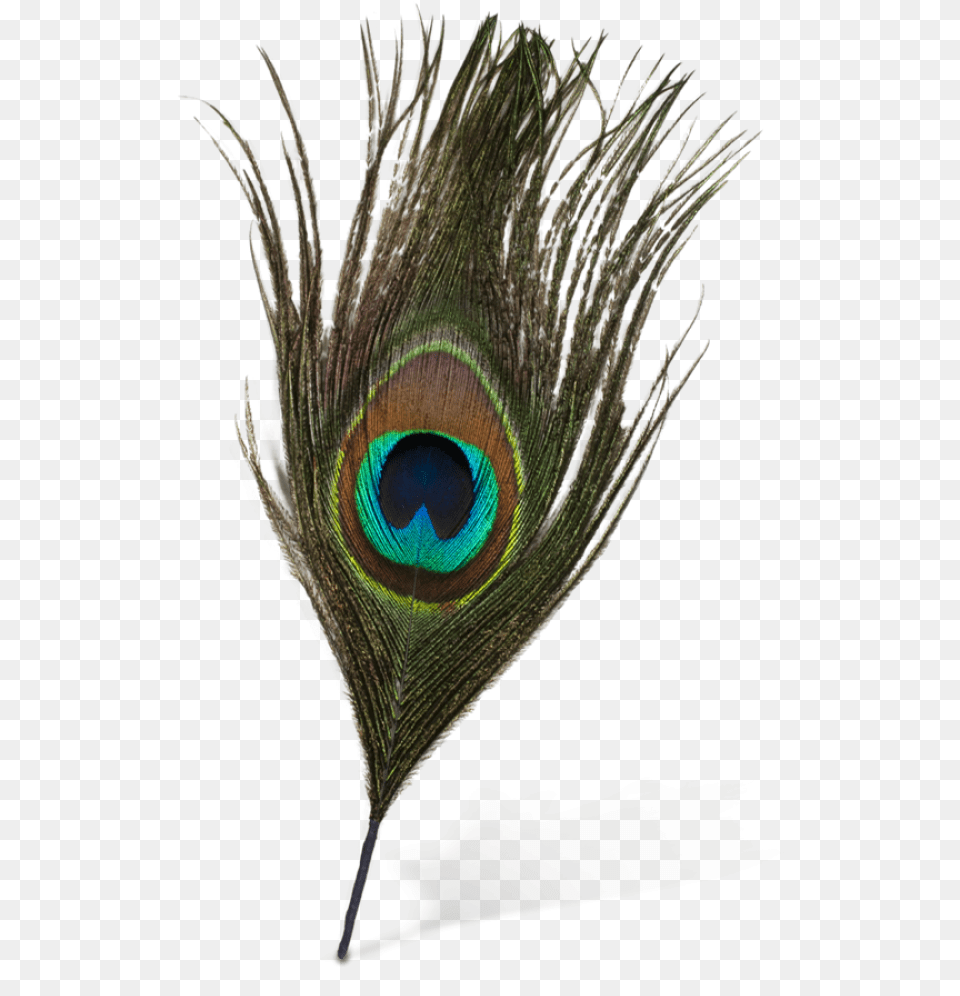 Original Peacock Feather Background Background Peacock Feather, Plant, Animal, Bird, Beak Free Transparent Png