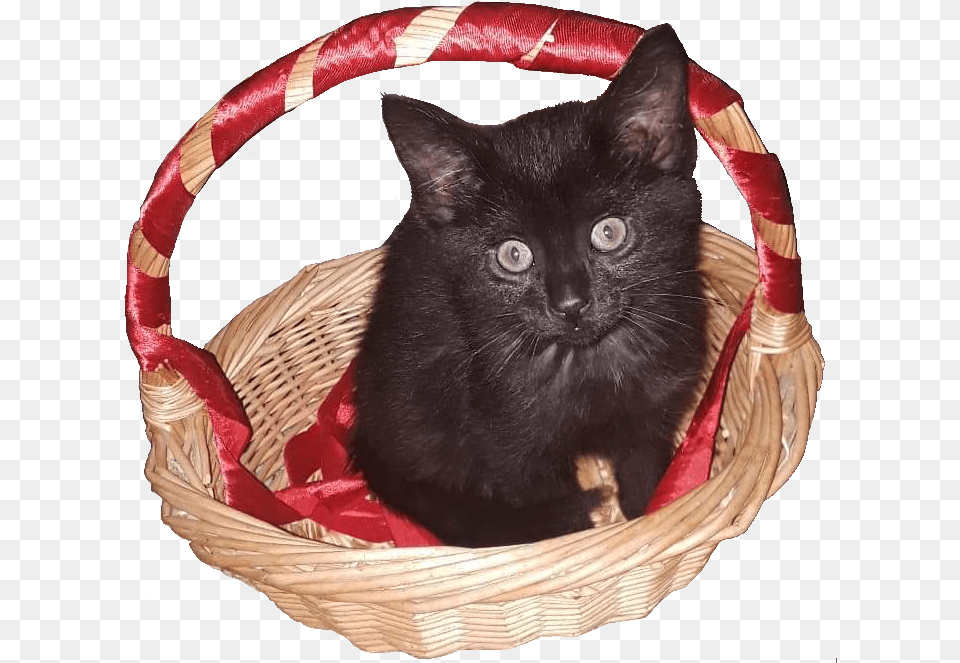 Original Photo By Kitty Shorewood Black Cat, Basket, Animal, Mammal, Pet Free Png