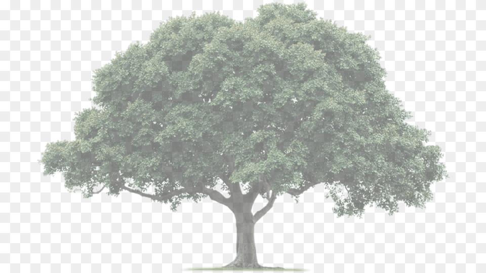 Original Size Is 2000 1082 Pixels Tree Importance In Hindi, Oak, Plant, Sycamore, Tree Trunk Free Transparent Png