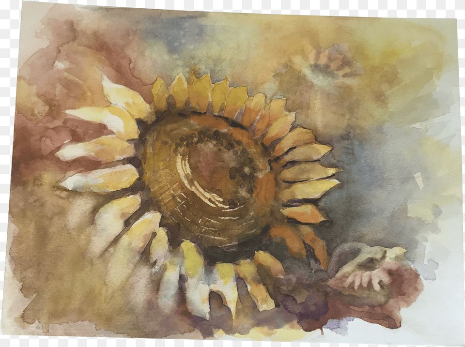 Original Unframed Sunflower Watercolor Study Painting Watercolor Paint Free Png