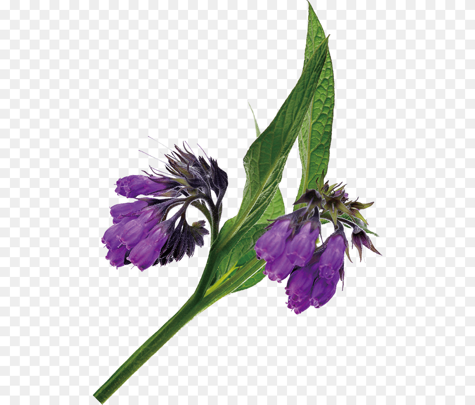 Originating In Old World Europe Comfrey Has Been Cultivated Balloon Flower, Acanthaceae, Plant, Petal, Purple Png