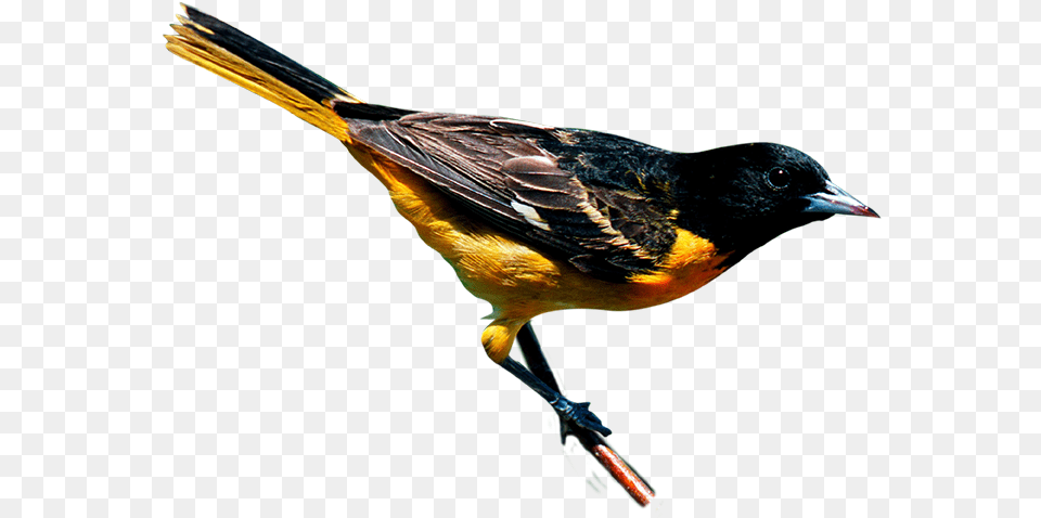 Oriole, Animal, Bird, Finch, Blackbird Free Png Download
