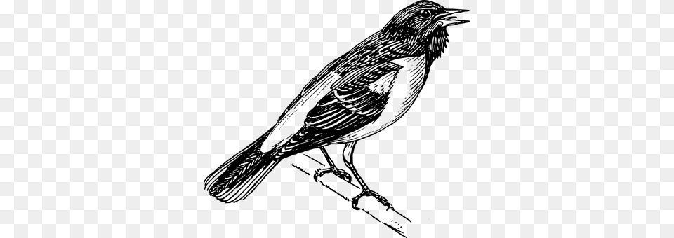 Oriole Gray Free Png