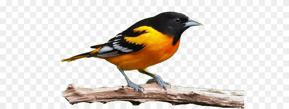 Oriole, Animal, Beak, Bird, Finch Png Image